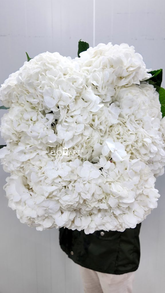 Hydrangea White Swan