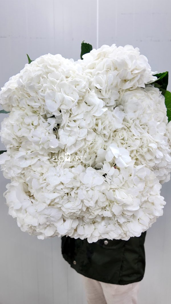 Hydrangea White Swan Hydrangea White Swan