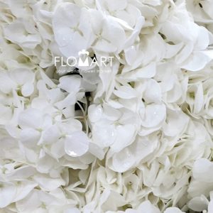Hydrangea White Swan - Image 2