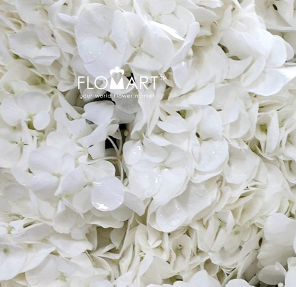 Hydrangea White Swan