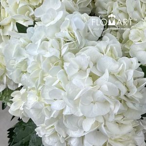 Hydrangea White - Image 2