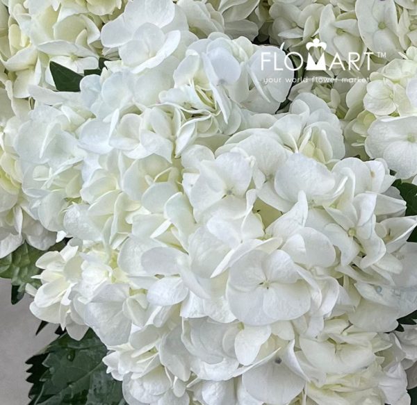 Hydrangea White