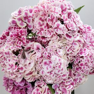 Hydrangea Pink Sensation