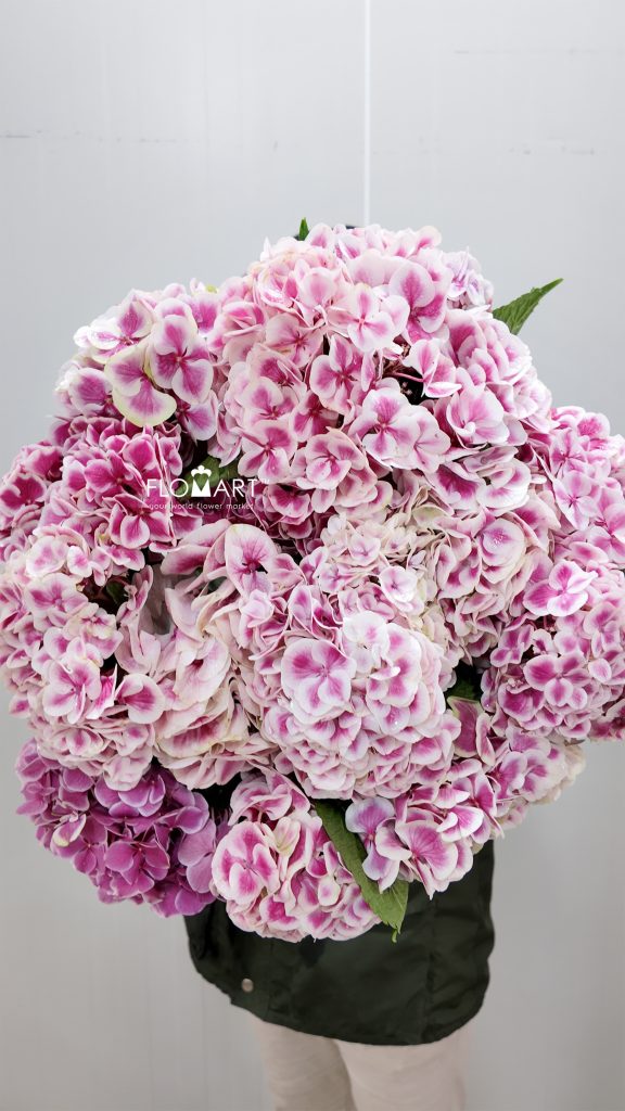 Hydrangea Pink Sensation