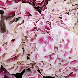 Hydrangea Pink Sensation - Image 2