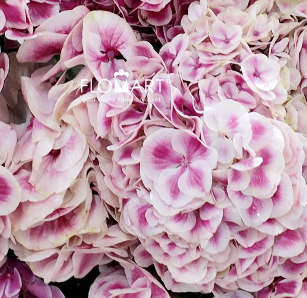 Hydrangea Pink Sensation