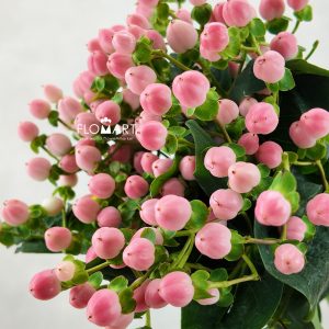 Hypericum Coco Casino