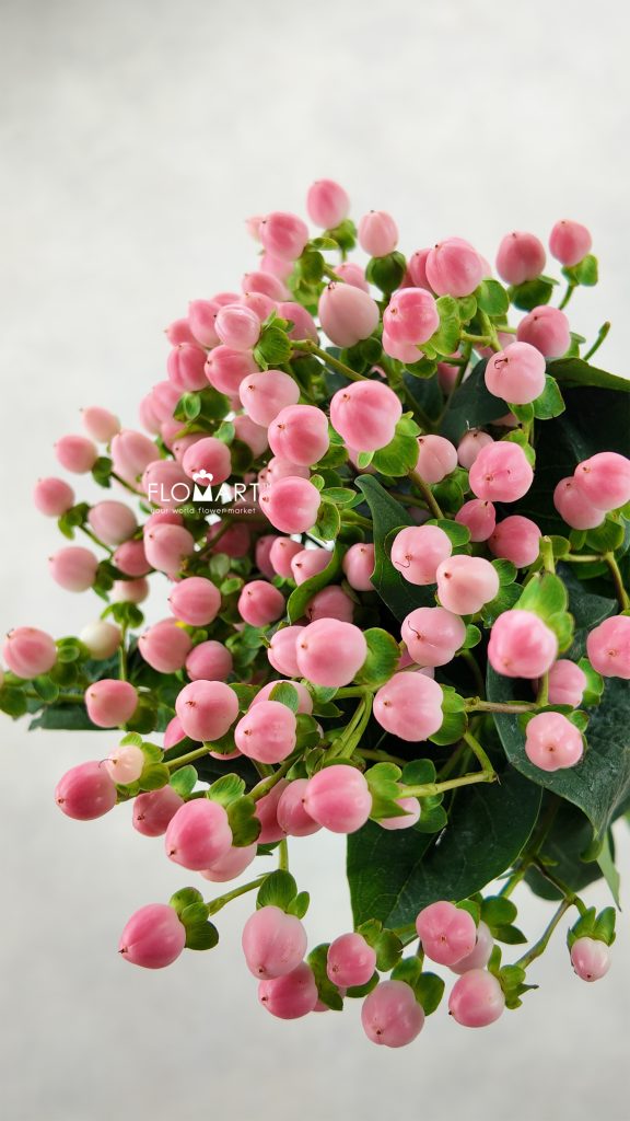 Hypericum Coco Casino