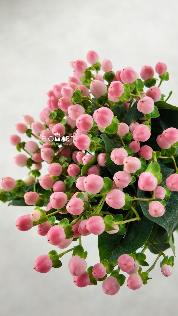 Hypericum Coco Casino