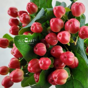 Hypericum Coco Tango