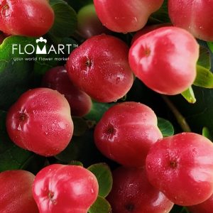 Hypericum Coco Tango - Image 2