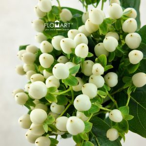 Hypericum Coco Uno