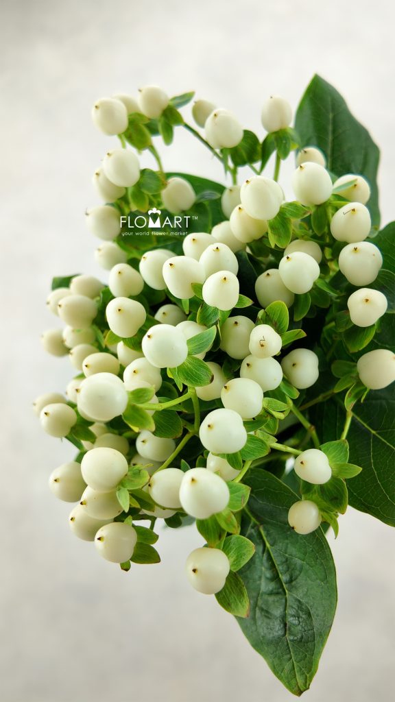 Hypericum Coco Uno