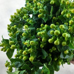 Hypericum Green