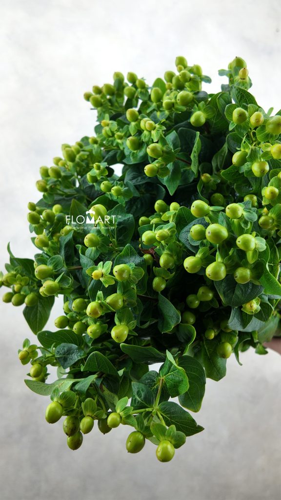 Hypericum Green