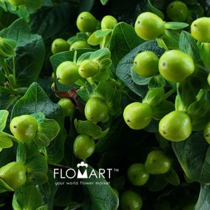 Hypericum Green - Image 2