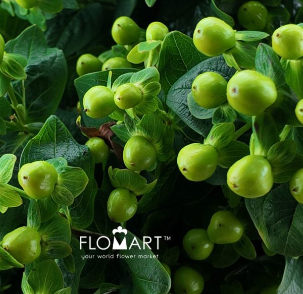 Hypericum Green