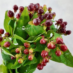 Hypericum Magical Cherry