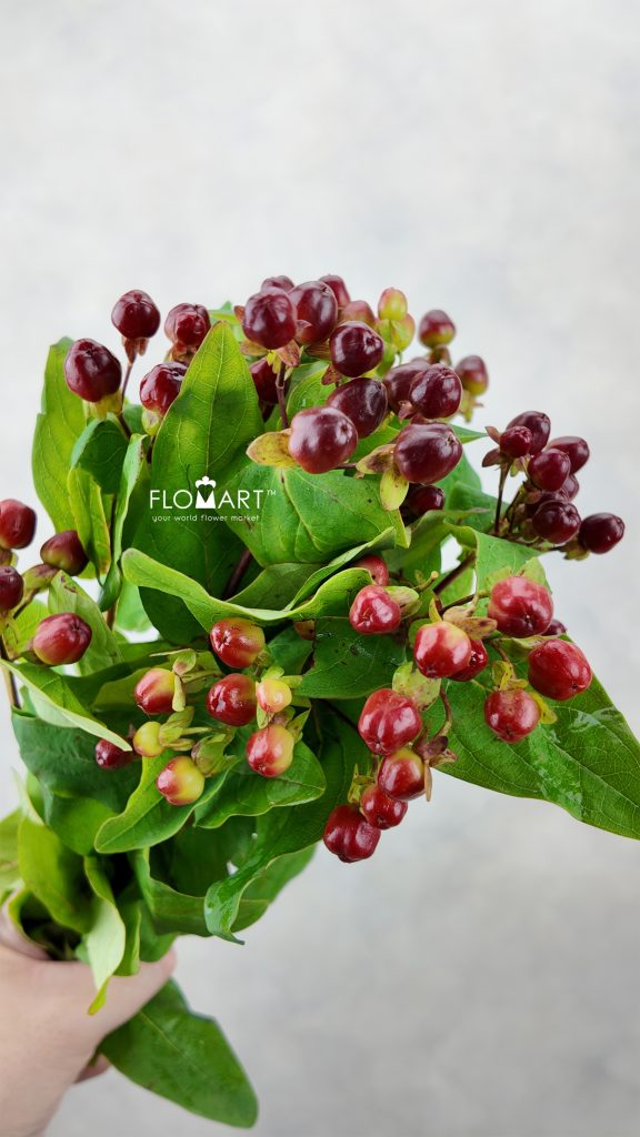 Hypericum Magical Cherry
