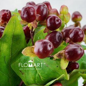 Hypericum Magical Cherry - Image 2