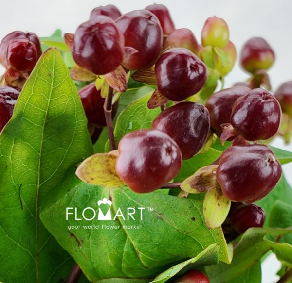 Hypericum Magical Cherry