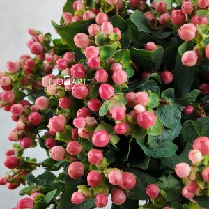 Hypericum Pink