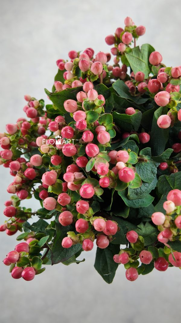 Hypericum Pink