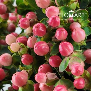 Hypericum Pink - Image 2