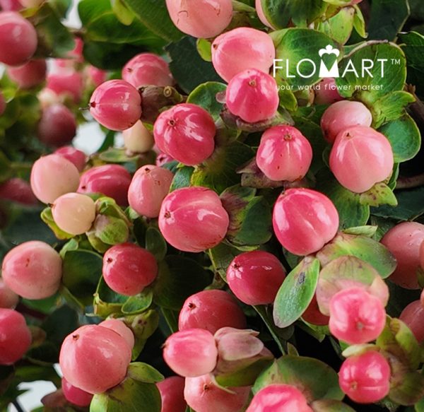 Hypericum Pink