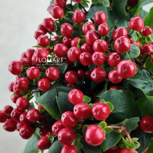 Hypericum Red