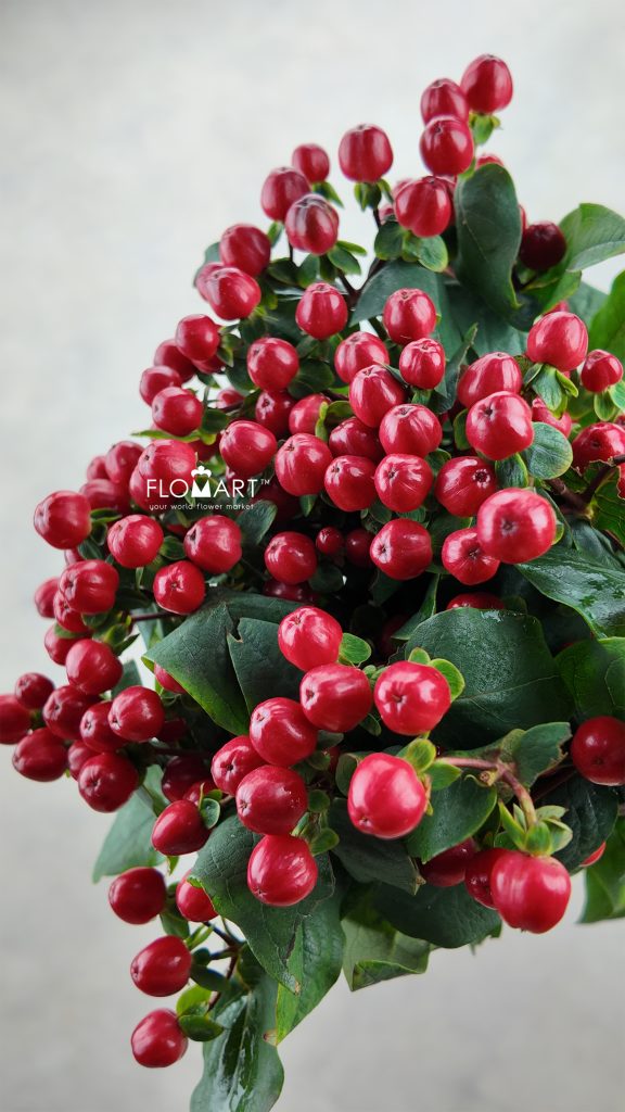 Hypericum Red