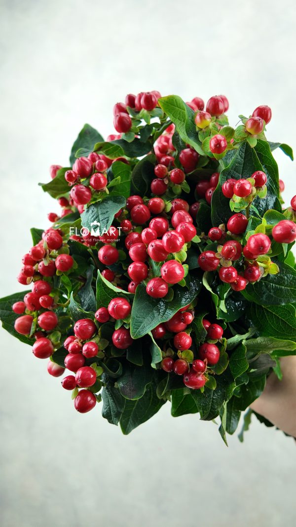 Hypericum Red Crystal