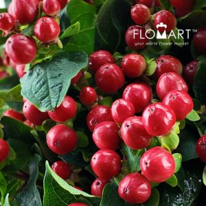 Hypericum Red Crystal - Image 2