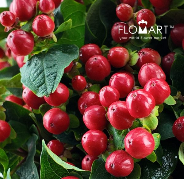 Hypericum Red Crystal