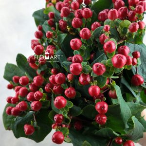 Hypericum Red Square