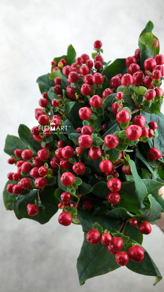 Hypericum Red Square