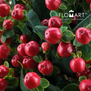 Hypericum Red Square - Image 2