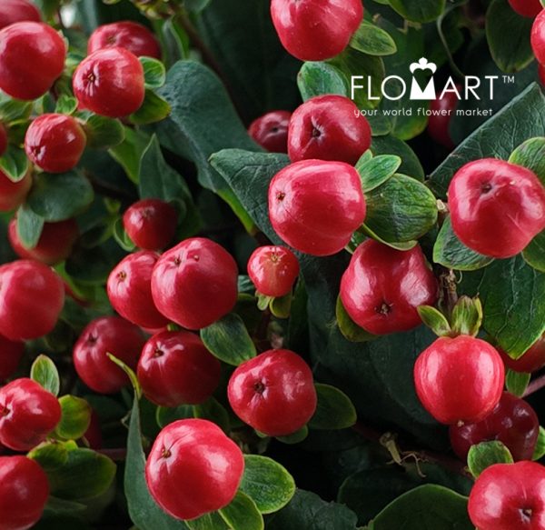 Hypericum Red Square