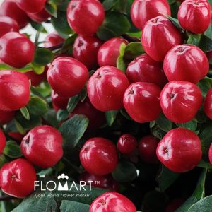 Hypericum Red - Image 2