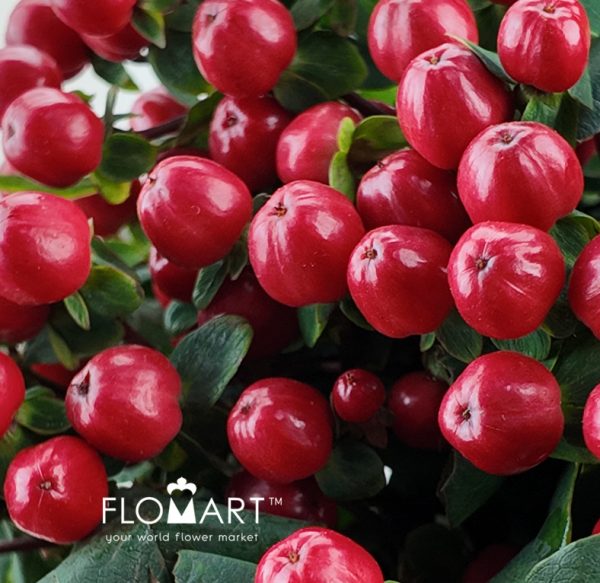 Hypericum Red