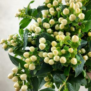 Hypericum White