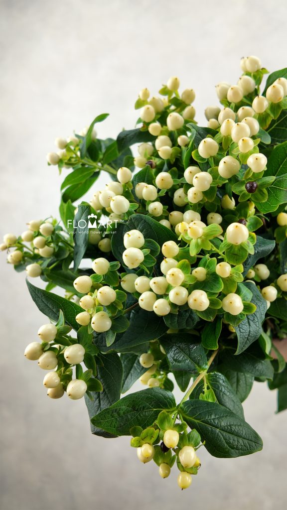 Hypericum White