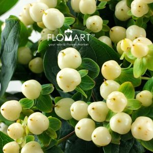 Hypericum White - Image 2