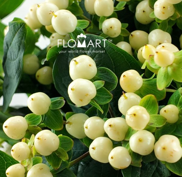 Hypericum White