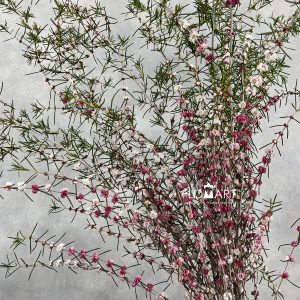 Hypocalymma Coconut Ice