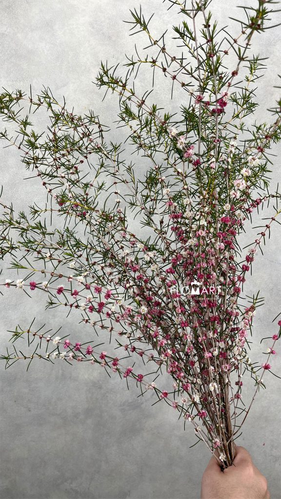 Hypocalymma Coconut Ice