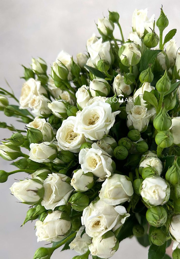 Rosa Spray White Bubble