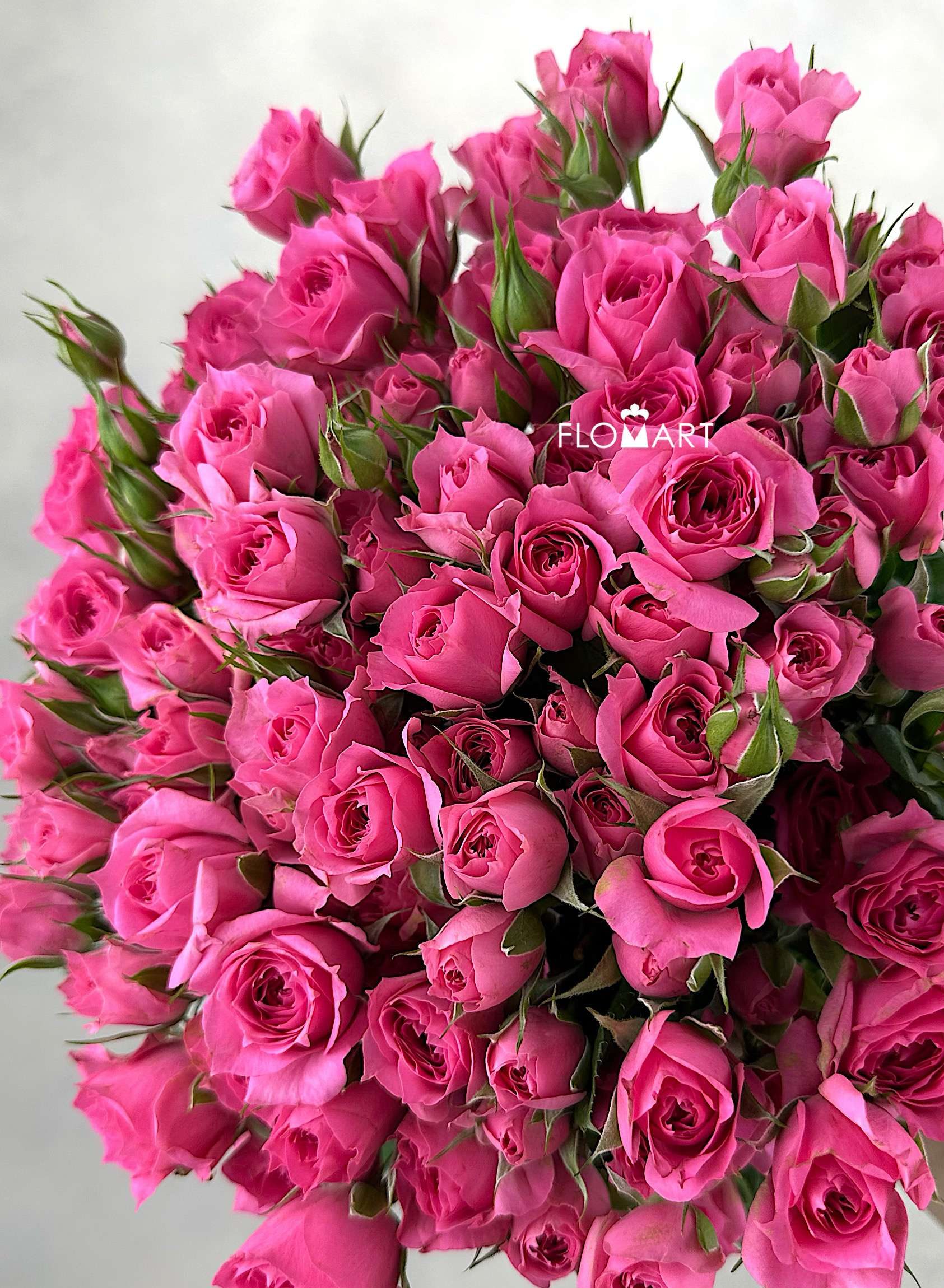 Rosa Spray Sophie - Image 1