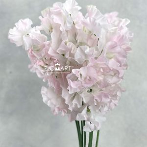 Lathyrus First Lady