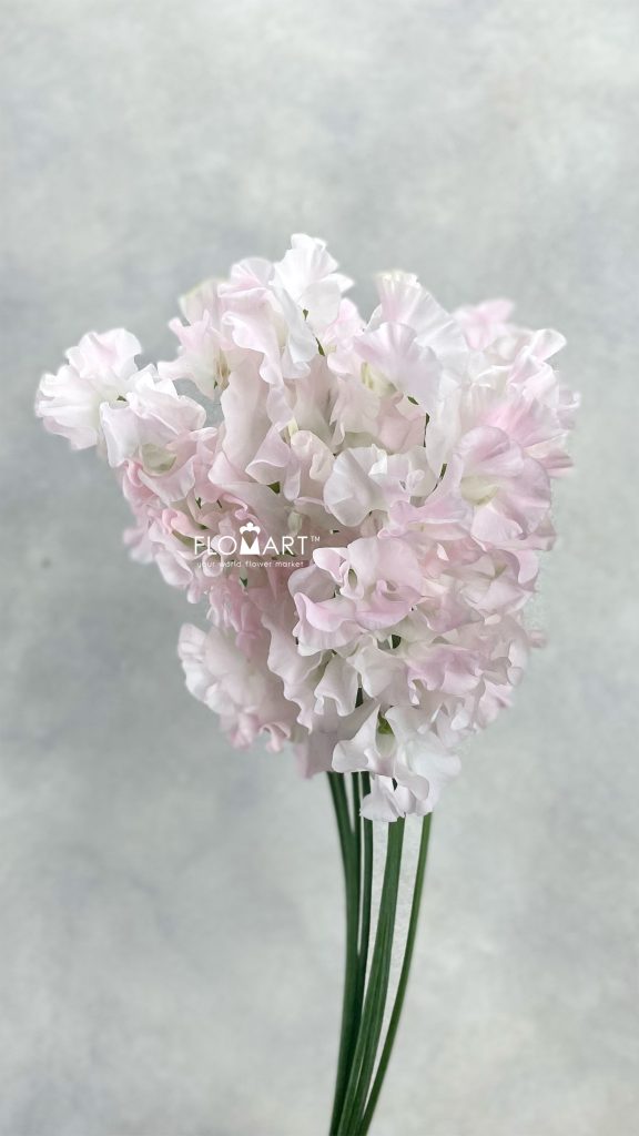 Lathyrus First Lady